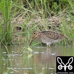 チュウジシギ幼鳥。