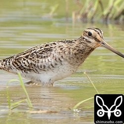 チュウジシギ成鳥。