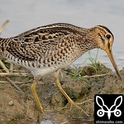 チュウジシギ幼鳥。