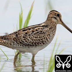 チュウジシギ幼鳥。