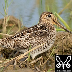 ハリオシギ成鳥。夏羽から冬羽へ。