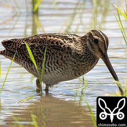 チュウジシギ幼鳥。