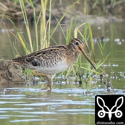 チュウジシギ。