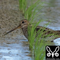チュウジシギ幼鳥。