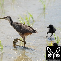 警戒心のない親鳥でヒナを3羽連れて目の前までやってきました。