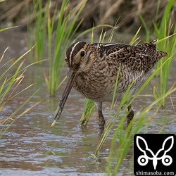 チュウジシギ幼鳥。