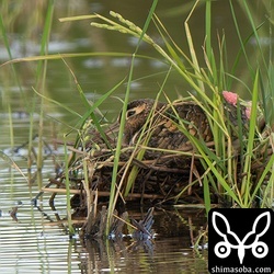 抱卵するタマシギのオス。