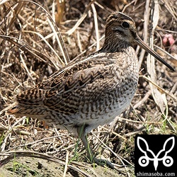 チュウジシギ幼鳥。
