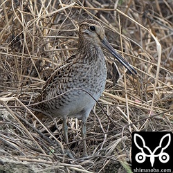 ハリオシギ幼鳥。