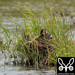 上のタマシギと同じ田んぼで抱卵中のバン。