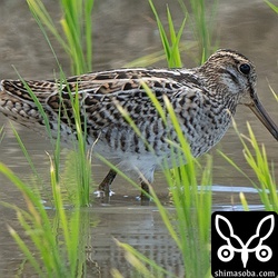 チュウジシギ幼鳥。