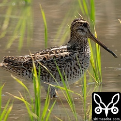チュウジシギ幼鳥。