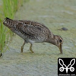チュウジシギ幼鳥。
