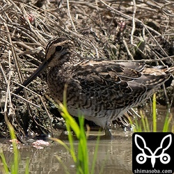 チュウジシギ幼鳥。