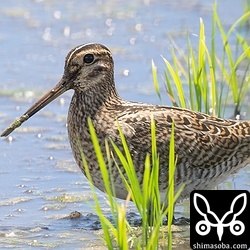 チュウジシギ幼鳥。