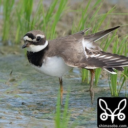 ハジロコチドリの白い翼帯は飛んでいても目立ち、コチドリとの識別に役立ちます。
