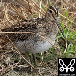 チュウジシギ幼鳥。