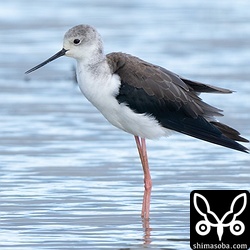 セイタカシギのメス冬羽。