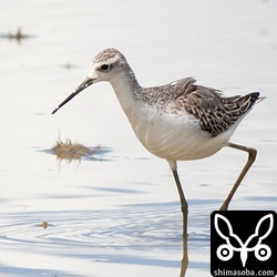 コアオアシシギは幼羽から第1回冬羽へ。
