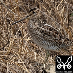 チュウジシギ幼鳥。
