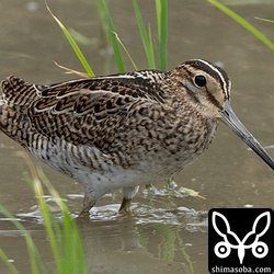 チュウジシギ幼鳥。