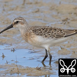 今季初登場のサルハマシギ幼鳥。 `成鳥は7月に初認 <https://shimasoba.com/blog/2512/>`__ 済み。