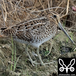 ハリオシギ幼鳥。