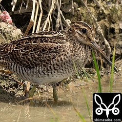 チュウジシギ幼鳥。