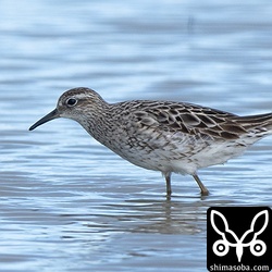 冬羽へ変わりつつあるウズラシギ。