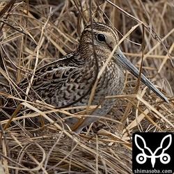 ハリオシギ幼鳥。