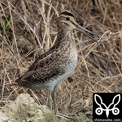 チュウジシギ幼鳥。