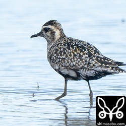 ムナグロ夏羽から冬羽へ。