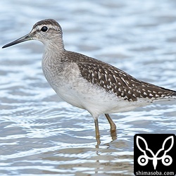 多くの個体が滞在するタカブシギ。