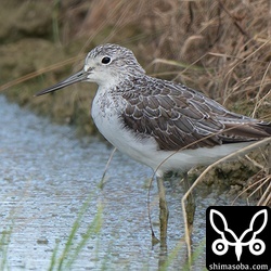 アオアシシギも冬羽へ変わりつつあります。
