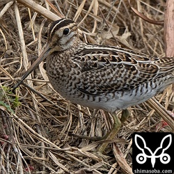 チュウジシギ幼鳥。