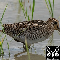 ハリオシギ幼鳥。
