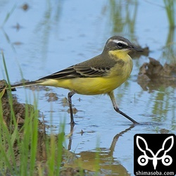 マミジロツメナガセキレイの成鳥冬羽。