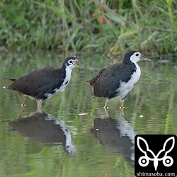 シロハラクイナのオス(左)とメス。