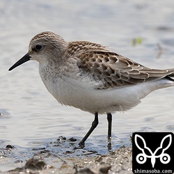 トウネン幼鳥。