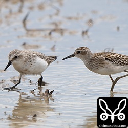 トウネン成鳥(左)とヒバリシギ幼鳥。