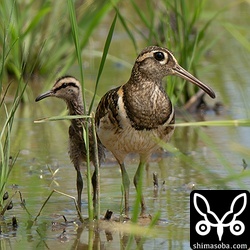 タマシギのオス親と孵化して数日のヒナ。