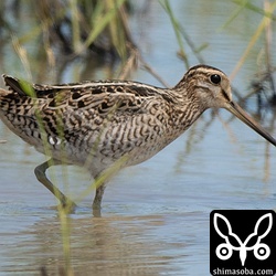 こちらもチュウジシギ幼鳥。