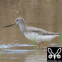 ソリハシシギ成鳥。たまに田んぼに入る個体がいますね。