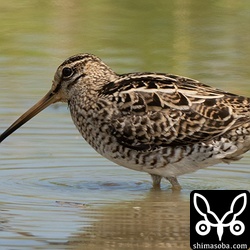 チュウジシギ成鳥。冬羽も出てきています。