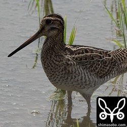 チュウジシギ幼鳥ばかりです。