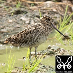 チュウジシギ幼鳥。