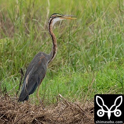ムラサキサギ成鳥。