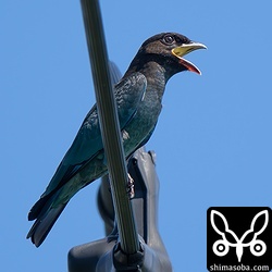 ブッポウソウ幼鳥。林道の電線に止まっていました。