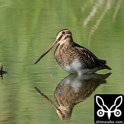 今季初となるタシギは幼鳥でした。