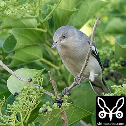 カラムクドリは大きいもので100羽以上、それ以外も30羽程度の群れが複数入っていました。